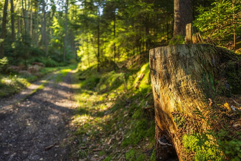 Trees (Sletten Vikings Camp Grounds) - Ry (Denmark) by Marcel Kerdijk
