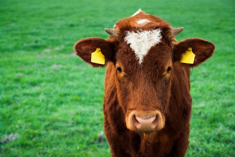 Cow by Evelyne Renske