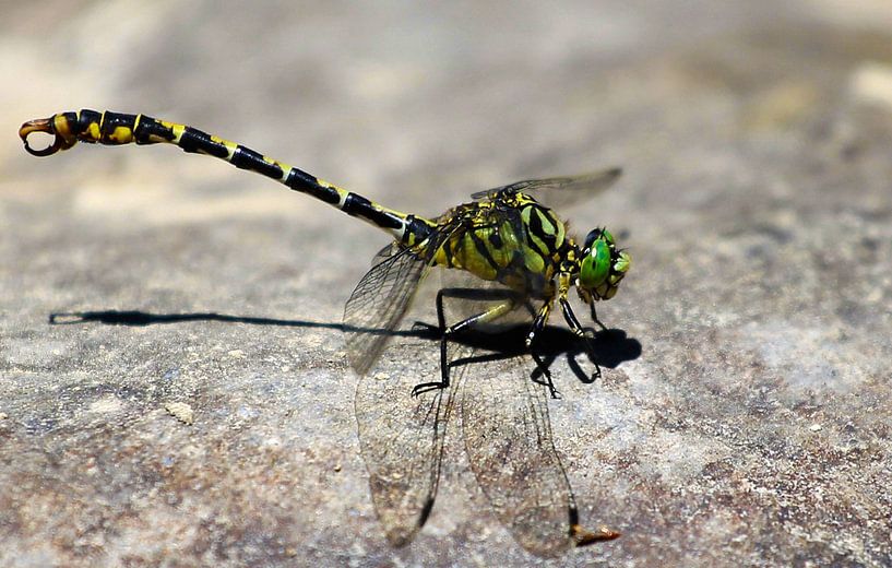 Libelle by Fotografia PB