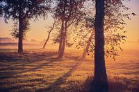 Berken in het ochtendlicht