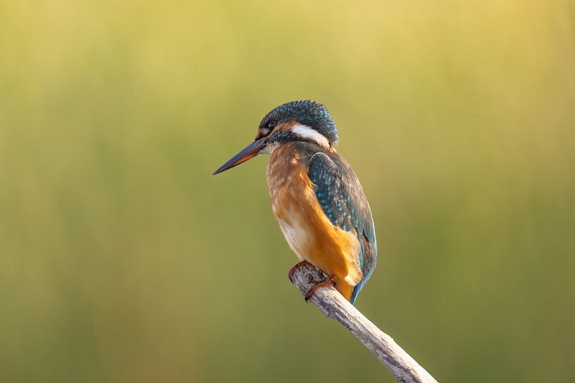Martin-pêcheur, Alcedo atthis par Gert Hilbink