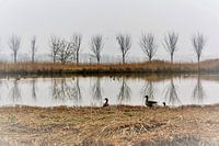 Gänse in nebliger Landschaft