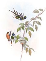 Sparkling-Schwanz, John Gould