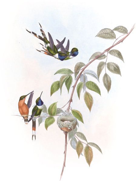 Queue étincelante, John Gould par Hummingbirds