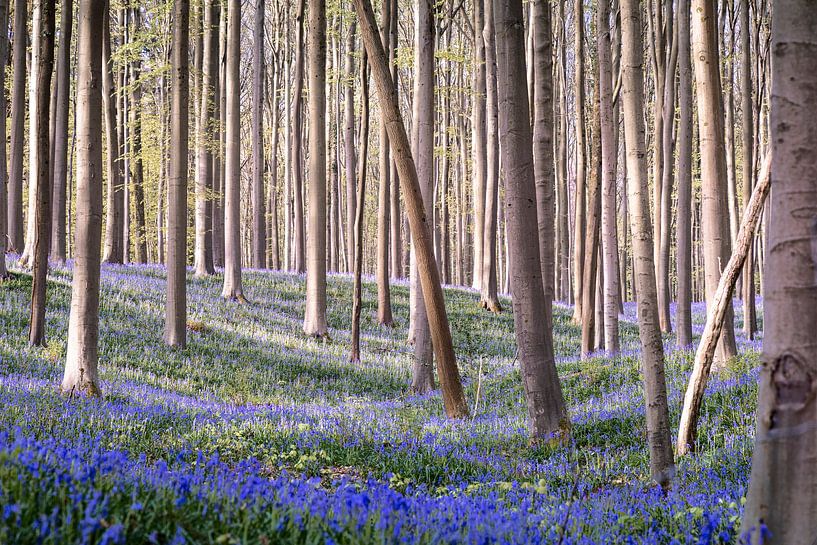 Fairytale Haller forest III - Bluebell Festival 2025 by Daan Duvillier | Dsquared Photography
