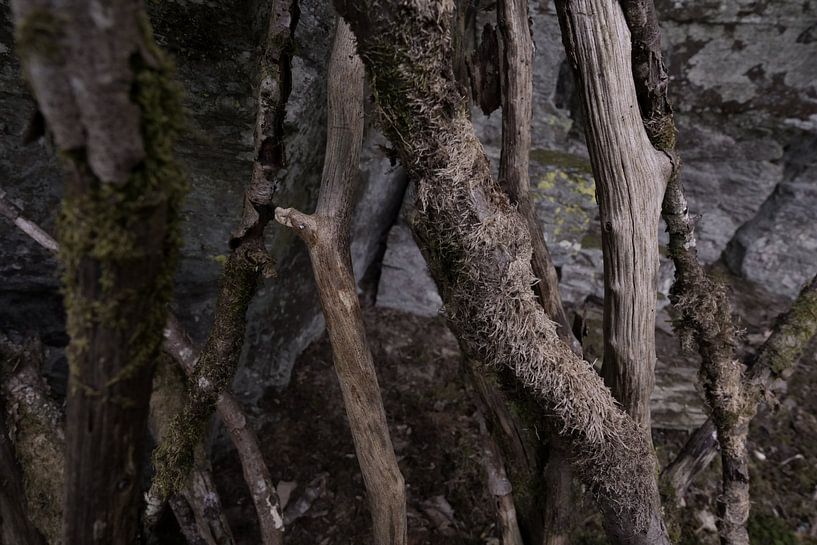 Stilleben mit Moos auf toten Ästen von SACKGASSE