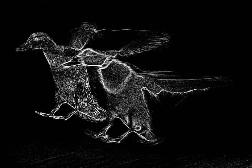 Anlandung von WILD-Enten von Ronald Hofmeester