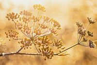 Fenchel in der Morgensonne Sommergefühl