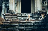 Monkeys in the temple Angkor Wat