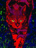 Kat Tijdens Nachtelijke Jacht