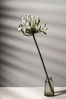 Bloem in kristallen vaasje