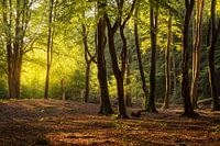 Bäume im Speulderbos bei Ermelo Niederlande