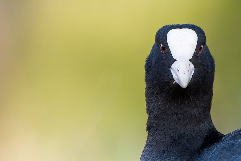 Close-up coot by Danny Slijfer Natuurfotografie