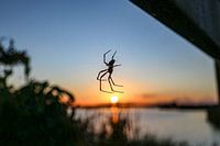 Spinne im Netz bei Sonnenuntergang, 't Roegwold
