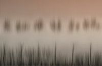 Der Zauber eines nebligen Morgens