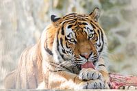 Le tigre de l'Amour après le moment de l'alimentation