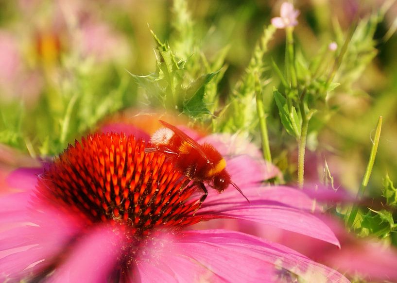 Hummel auf roter Sonnenblume im Sommer von Aagje de Jong