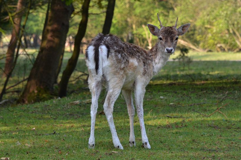 Hertje by Frank de Ridder