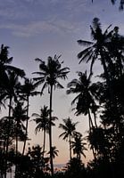 Palmiers Nusa Penida