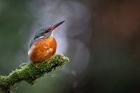 Eisvogel im Rampenlicht