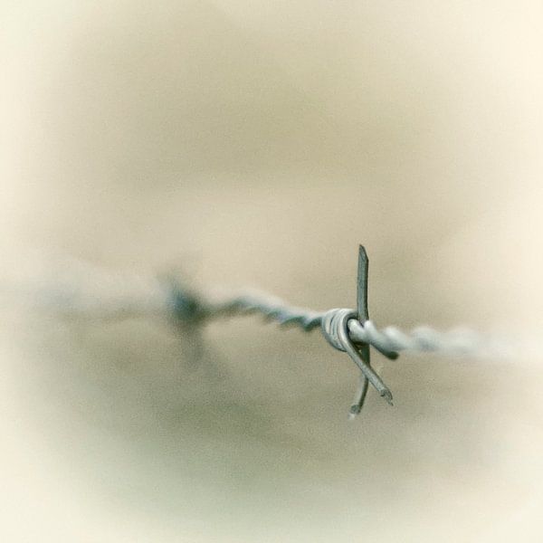 Barbed wire by Anja Jooren