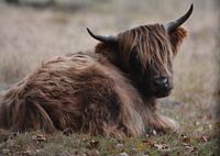 schotse hooglander aan het rusten