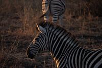 Zebra at sunset
