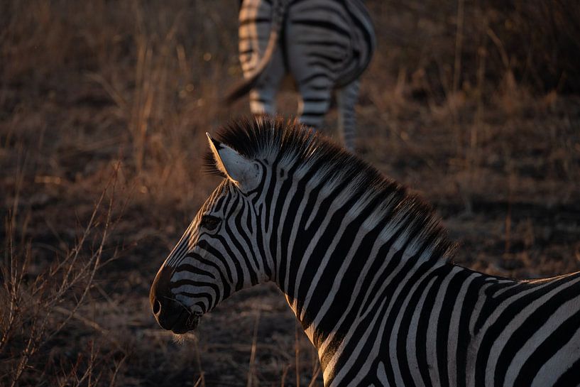 Zebra at sunset by Sander Huizinga