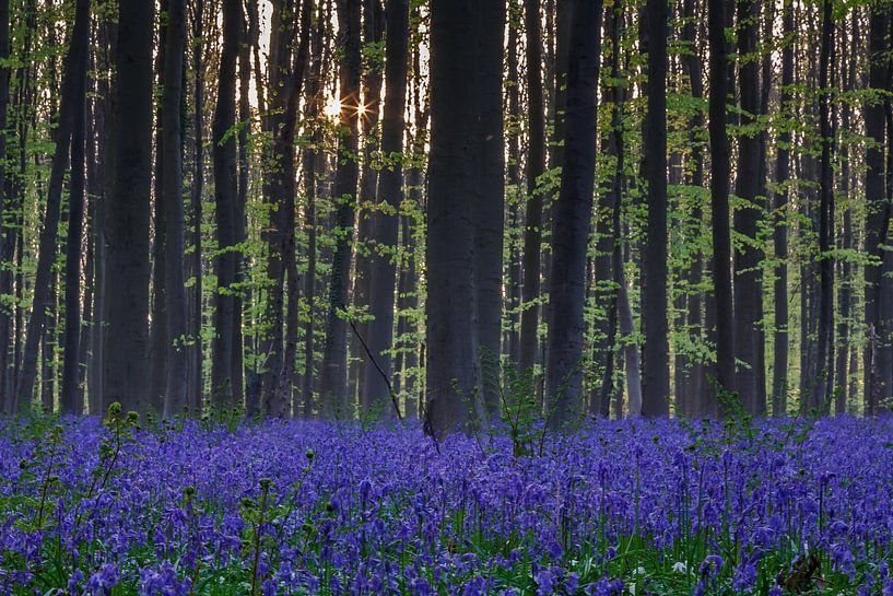 Frisches Grün und Lila im Haller Wald von Menno Schaefer