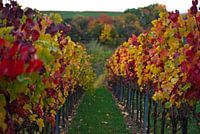 Vignes en automne - II