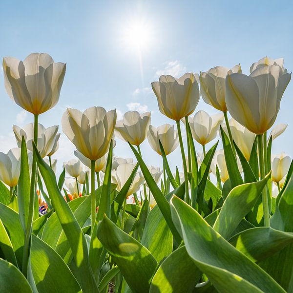 Weiße Tulpen an einem sonnigen Tag von Remco-Daniël Gielen Photography