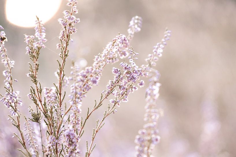 Purple heather at sunset by Ratna Bosch