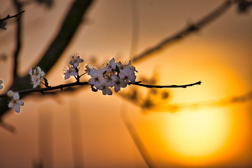 Weiße Kirschblüten an einem Ast mit Sonnenuntergang im Hintergrund von Martin Köbsch