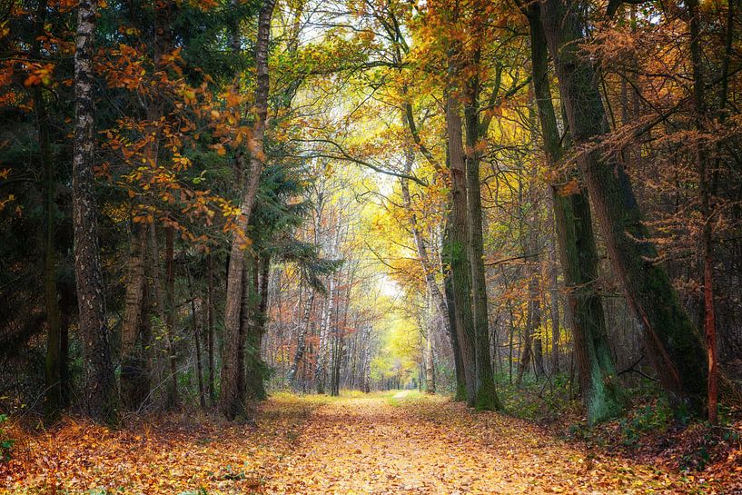 Feuilles par Rogier Kwikkers