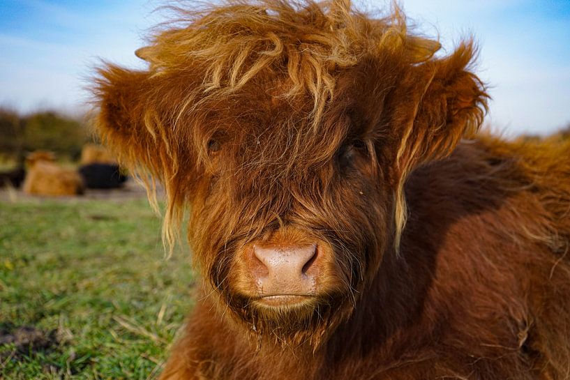 Kalb, schottischer Highlander von Amber van der Velden