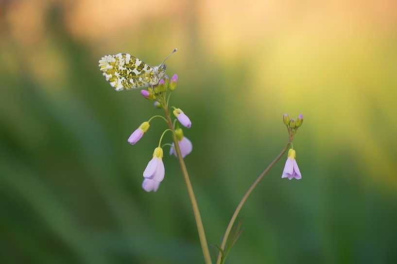 Papillon : Pointe orange (Anthocharis cardamines) au sommet de la fleur de coucou par Moetwil en van Dijk - Fotografie