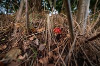 Rot mit weißen Tupfen