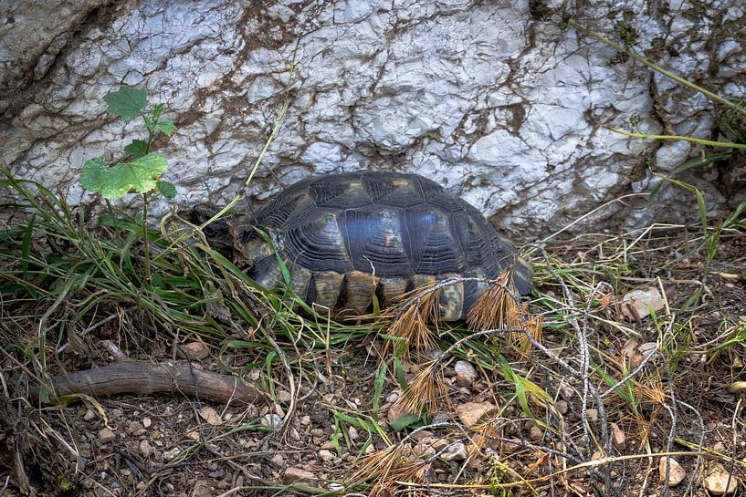 Schildkröte inmitten von Blättern auf dem Philopappos-Hügel in Athen | Reisefotografie von Kelsey van den Bosch