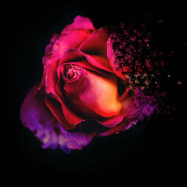 Blumen von Fela de Wit