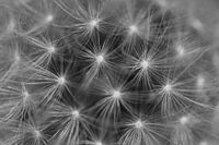 Close up of a dead dandelion