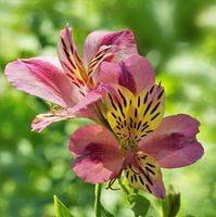 Blüten der Inkalilien schmücken die Natur