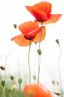 Coquelicot - Papaver 2022 - 11