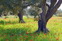 Frühling in Süditalien