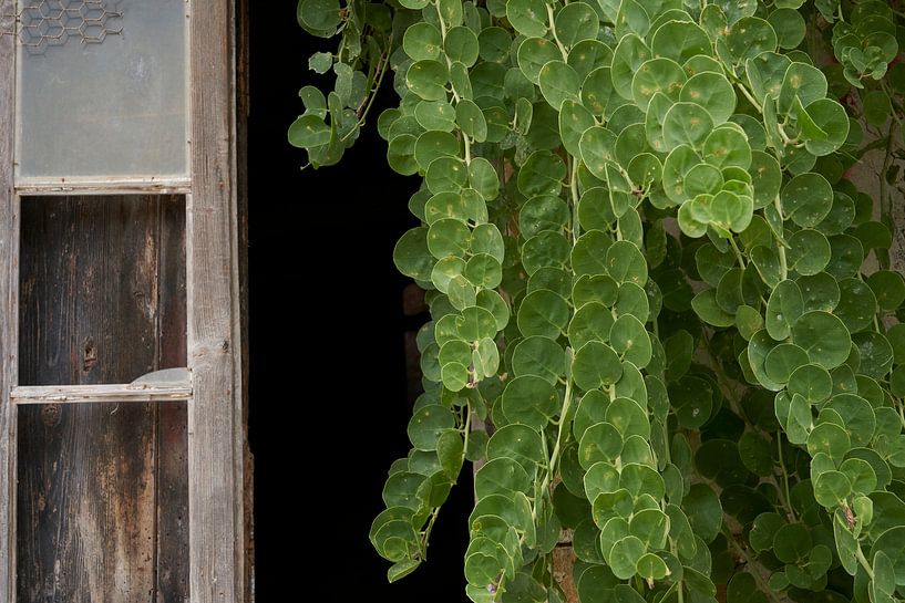 Plaque suspendue à la fenêtre d'une ruine par Cor de Hamer