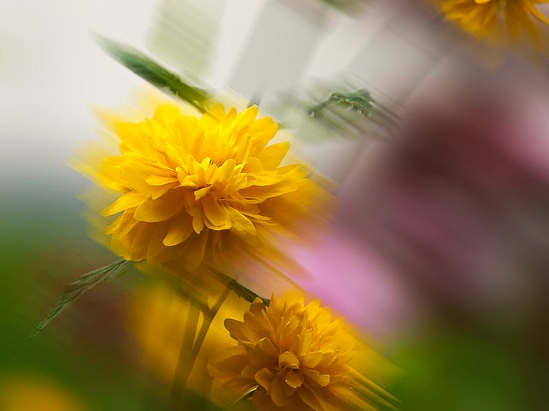 Ranunkelstrauch-Kerria japonica Pleniflora von Pa. Wowitto