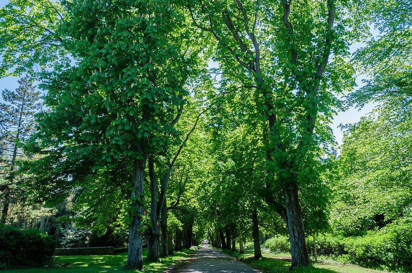 Kastanienallee im Schlosspark Putbus von GH Foto & Artdesign