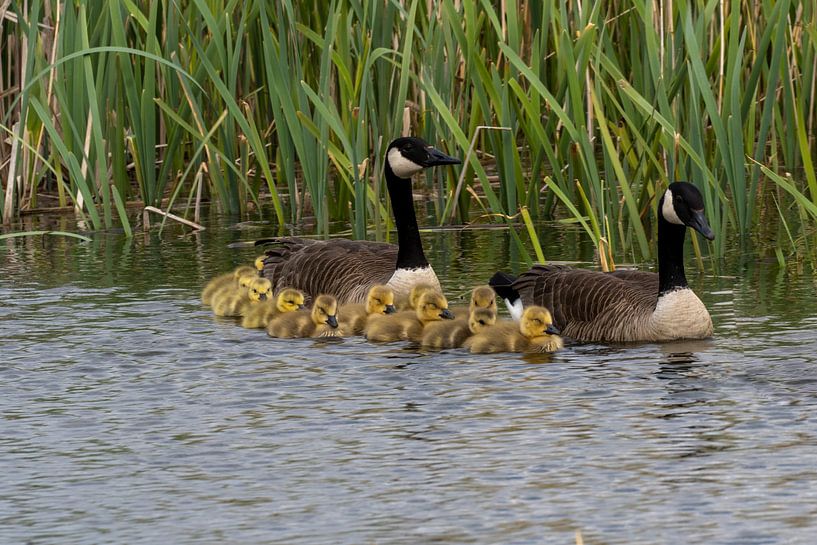 Gänse von Maaike Krimpenfort
