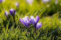 Peasant crocus