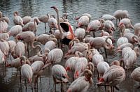 plus de 400 flamants roses