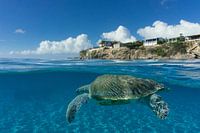 Tortue sous Curaçao